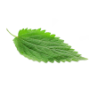 stinging nettle