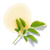 moringa seed oil